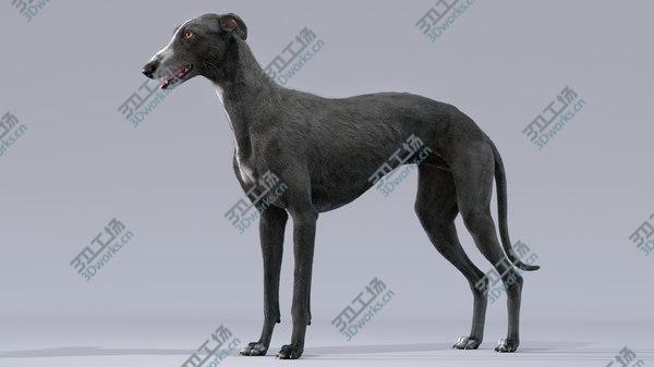 images/goods_img/20210312/3D model Greyhound (3) (Fur)/5.jpg